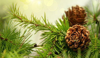 Принесите в дом новогоднее настроение! Живые пушистые ели и сосны от компании Еlkinmir